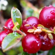 Саженец Брусника  Руно Белявское в контейнере